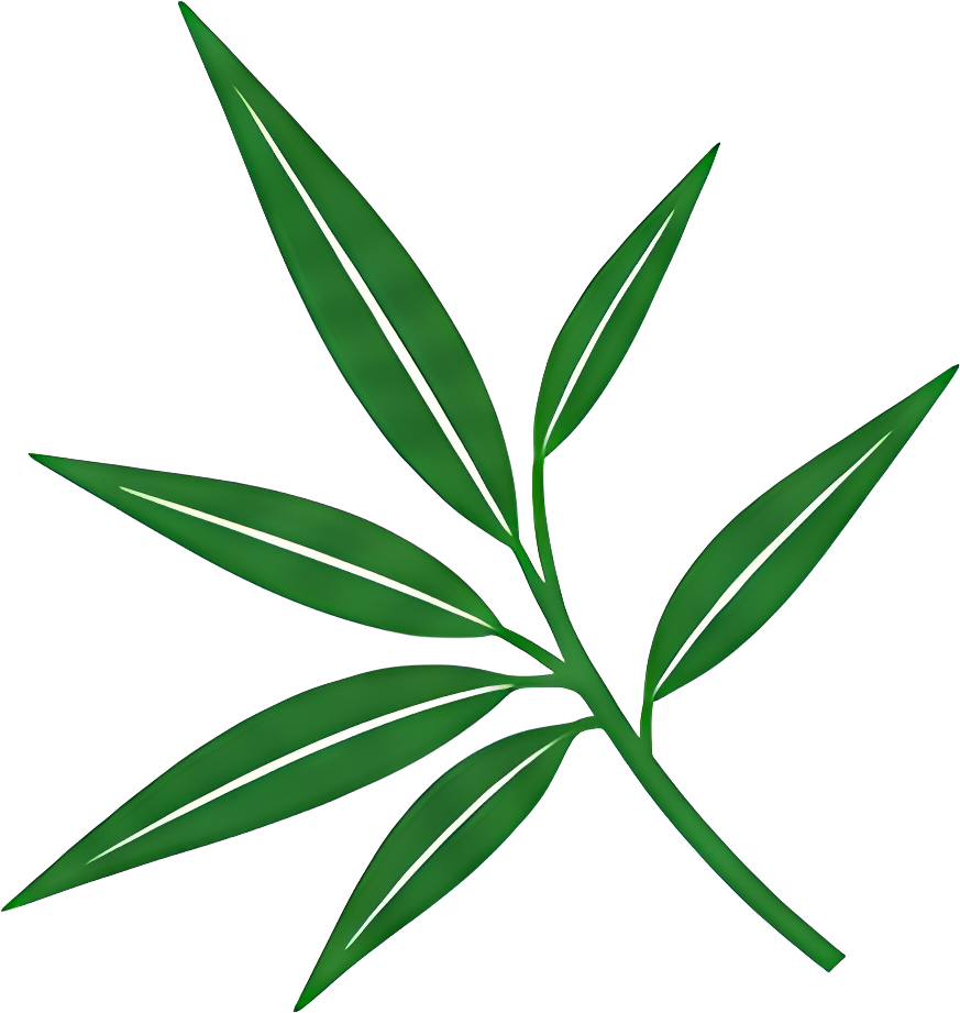 green leaf plant nature stem foliage Plants Minimalist Dragon Boat Festival illustration flat design