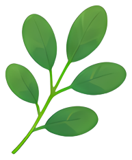 green leaf plant stem nature fresh Plants